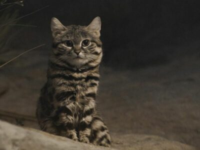 National Animal of Marshall Islands - Black-footed Cat
