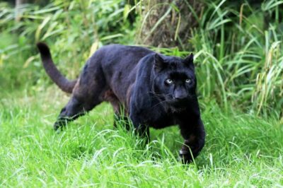 National Animal of Gabon - Black Panther