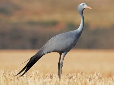 National bird of South Africa - Blue crane