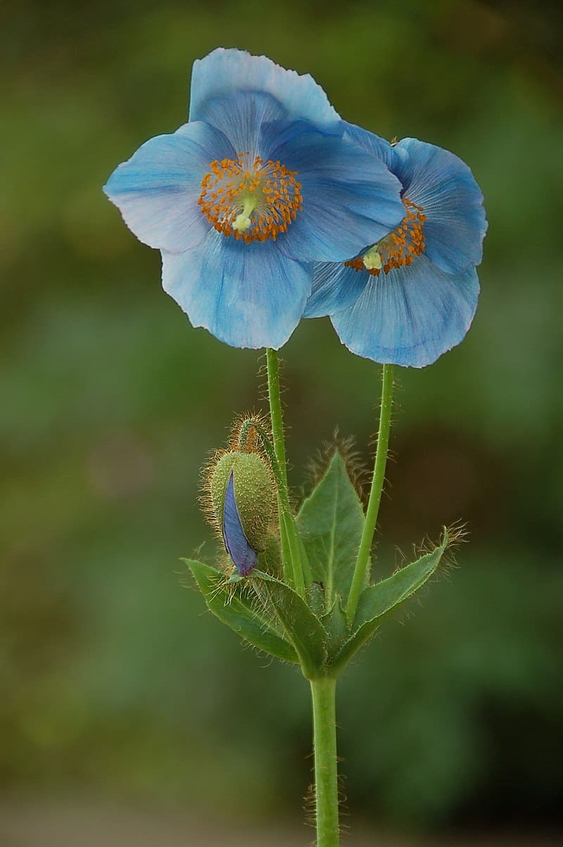 National flower of Bhutan - Blue Poppy
