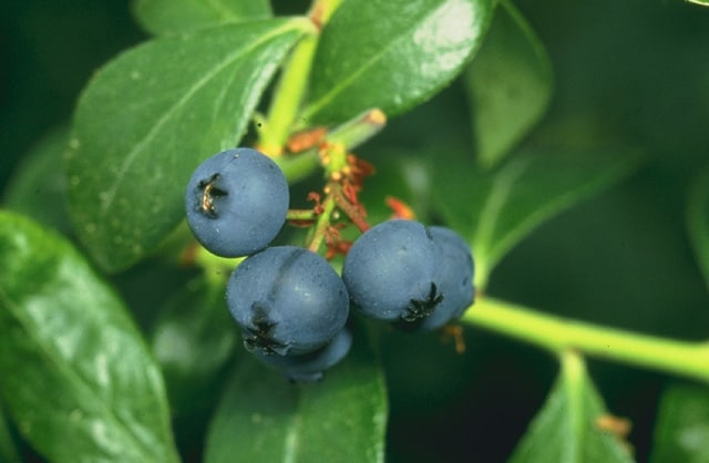 National Fruit of Canada -Blueberry