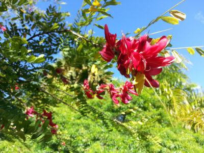 National Tree of Dominica - Bois kwaib