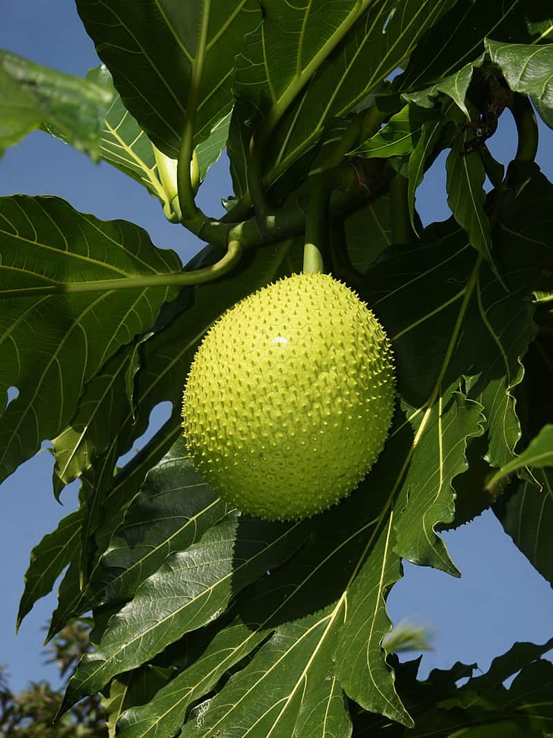 National Tree of Bolivia - Breadfruit tree