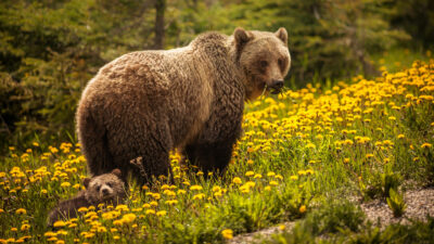 National Animal of Finland - Brown bear