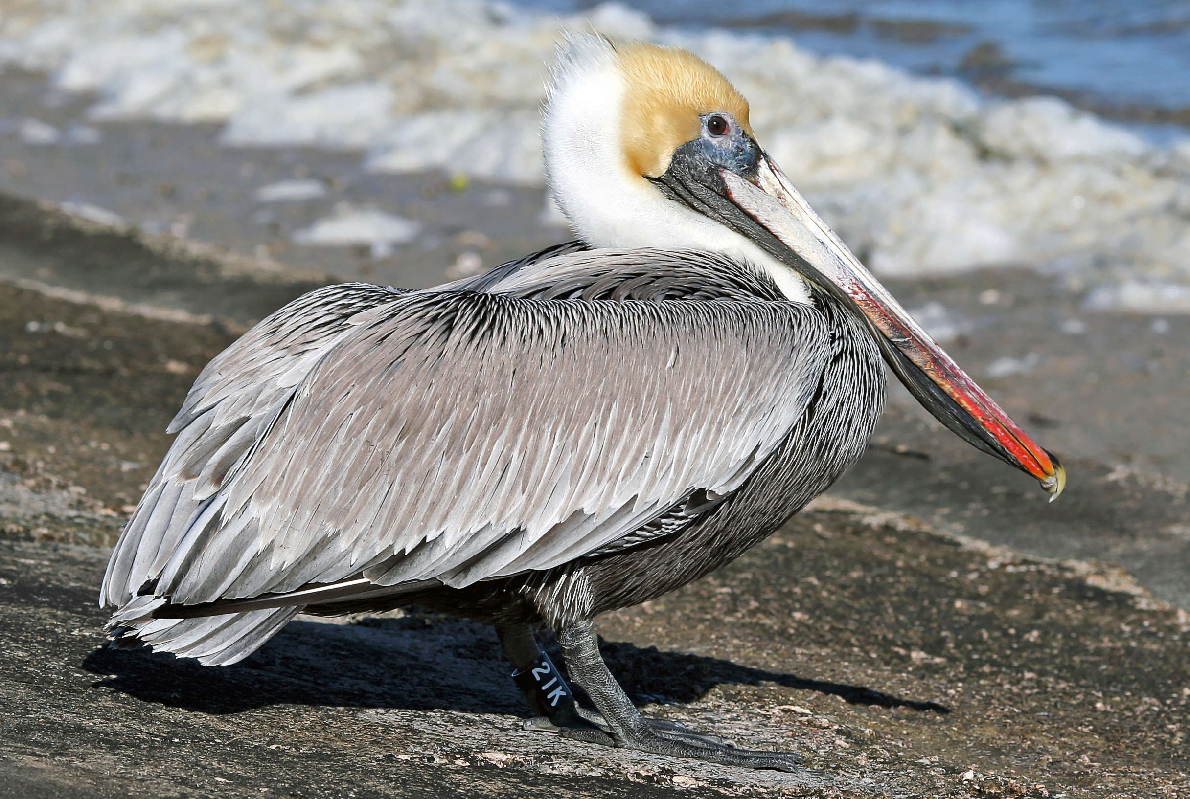 National animal of St Kitts & Nevis - Brown pelican | Symbol Hunt