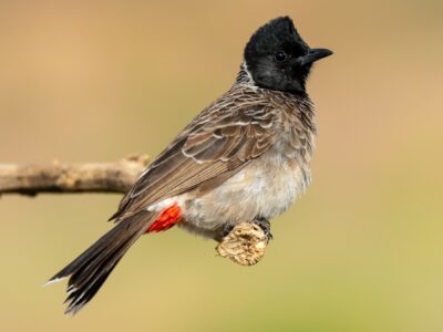 National bird of Bahrain