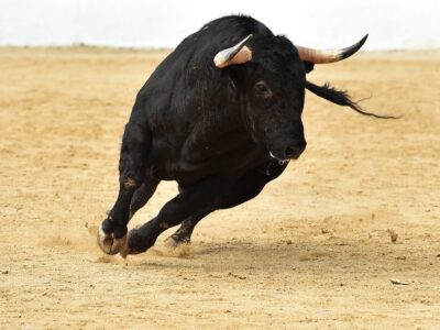 National Animal of Spain - Bull