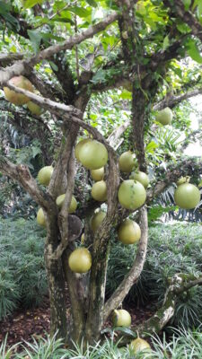 National Tree of St Lucia - Calabash