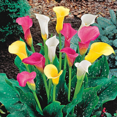 National flower of Ethiopia - Calla Lily