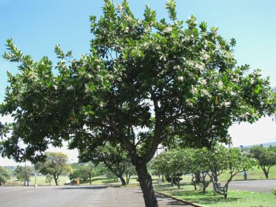 National Tree of Nauru - Tomano tree