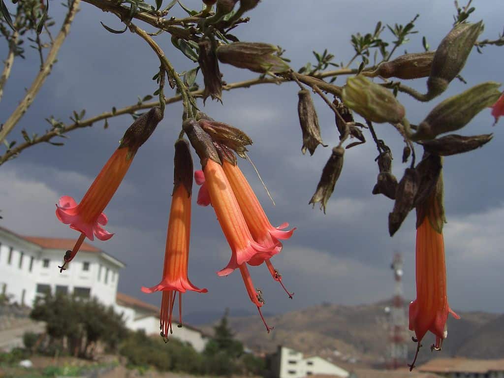 National Flower of Bolivia -Kantuta