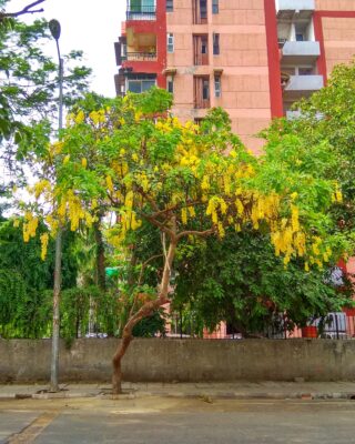 National Tree of Thailand - Cassia fistula