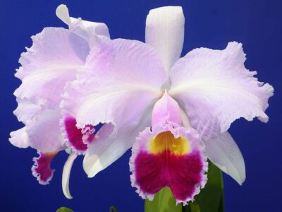 National Flower of Colombia -Cattleya trianae orchid