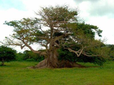 National tree of Guatemala