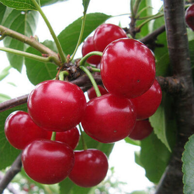 National Fruit of Algeria -Cherries