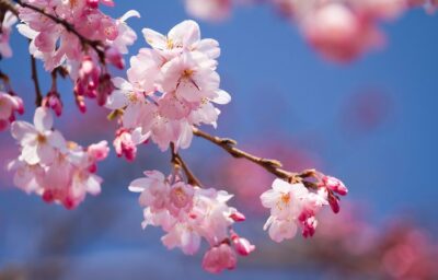 National Flower of Japan -Cherry blossom