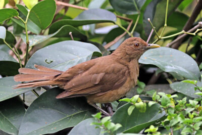 National bird of Costa Rica - Clay-colored thrush