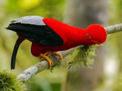 National bird of Peru - Cock-of-the-rock