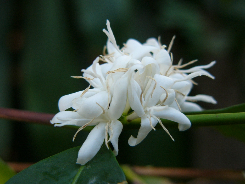 National flower of Yemen - Coffee Arabica blossoms