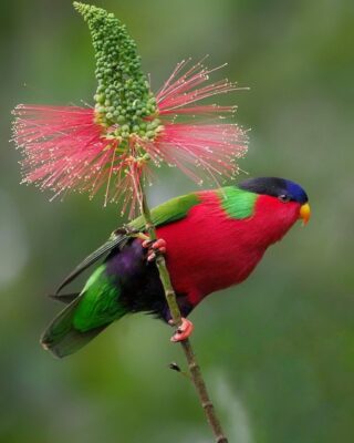 National bird of Fiji - Collared Lory
