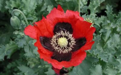National flower of North Macedonia - Common Opium Poppy
