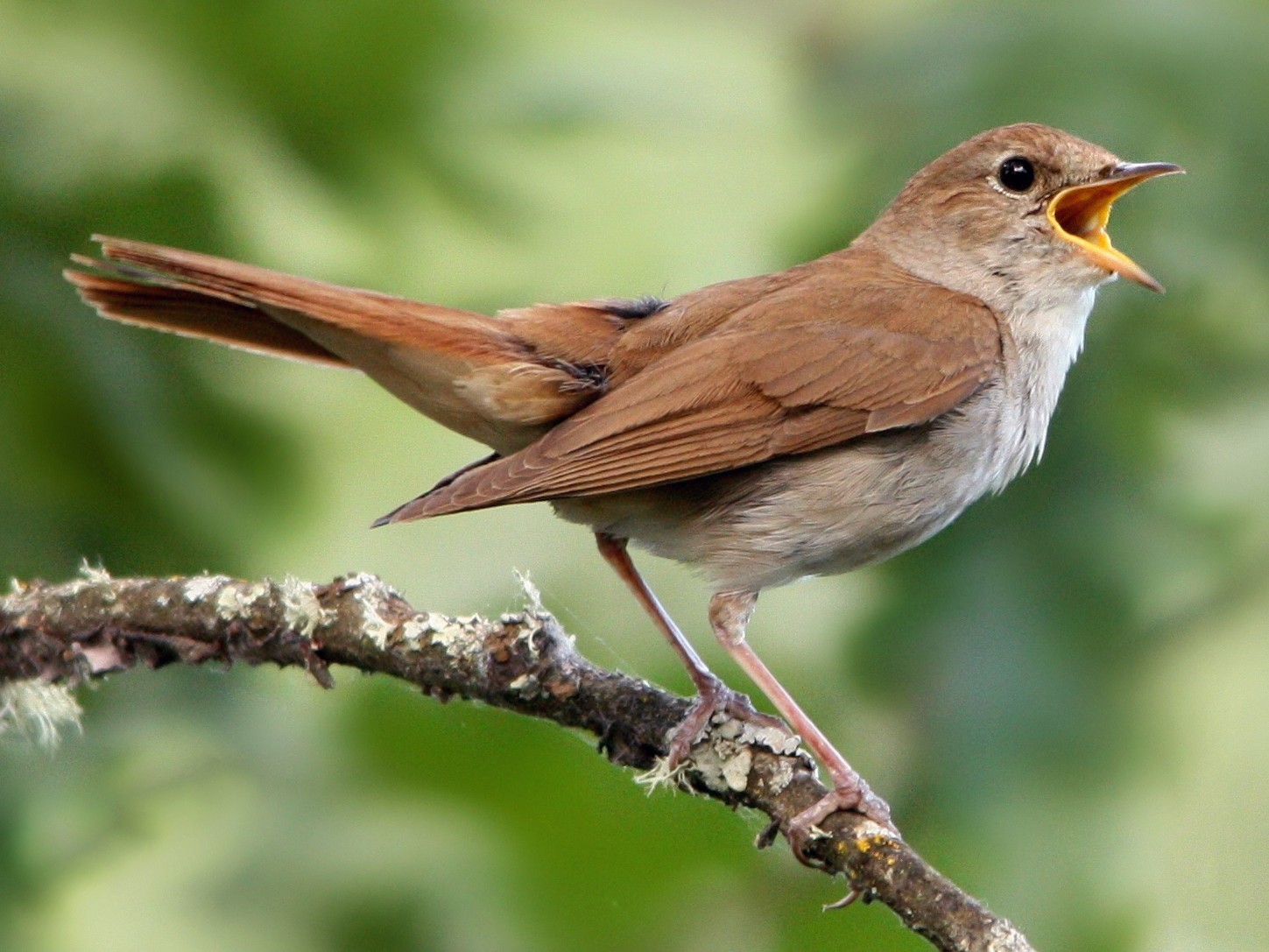 National Animal of Ukraine - Common nightingale