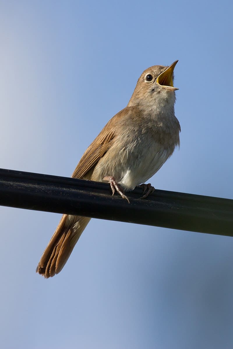National bird of Ukraine - Common nightingale