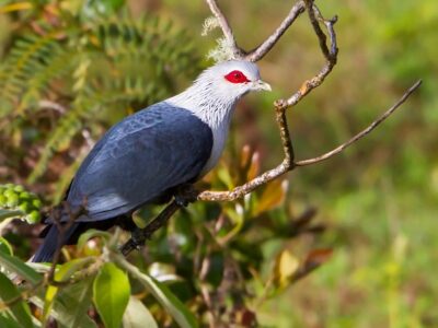 National bird of Comoros - Comoros blue pigeon