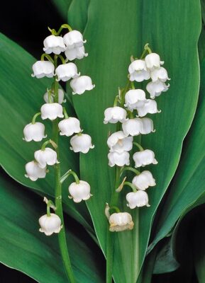 National Flower of Finland -Lily-of-the-Valley