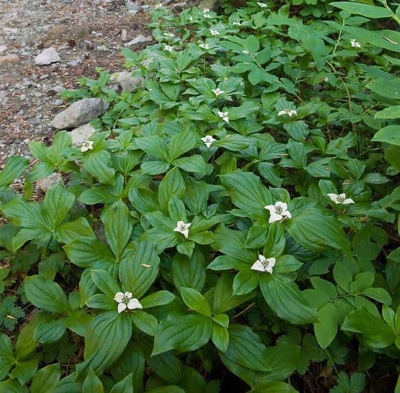 National flower of Canada - Bunchberry