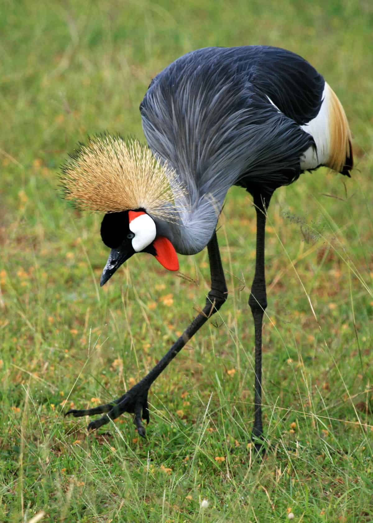National bird of Uganda - Crested crane