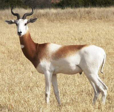 National Animal of Niger - Dama gazelle