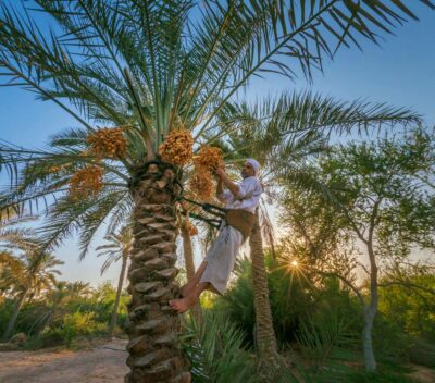 National Tree of Bahrain - Date palm