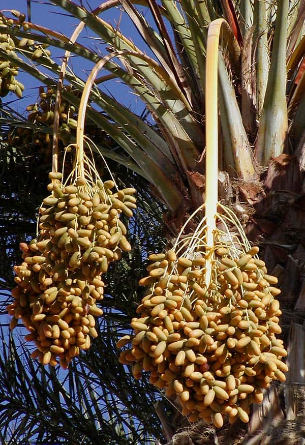 National Tree of Bahrain - Date palm