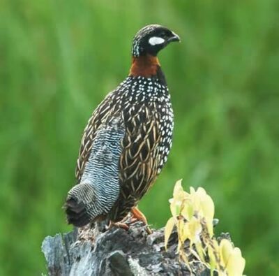 National bird of Djibouti - Djibouti francolin