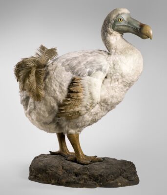 National bird of Mauritius - Dodo