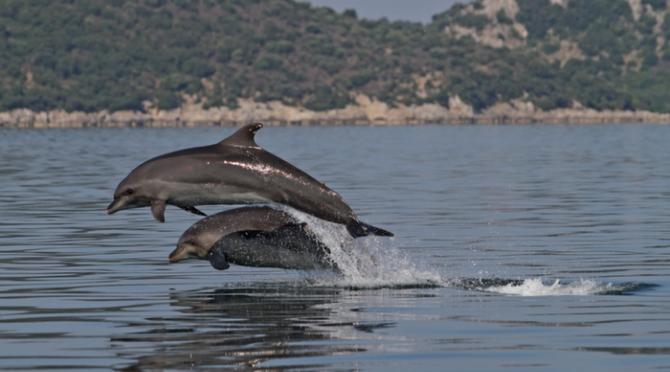 National Animal of Greece - Dolphin