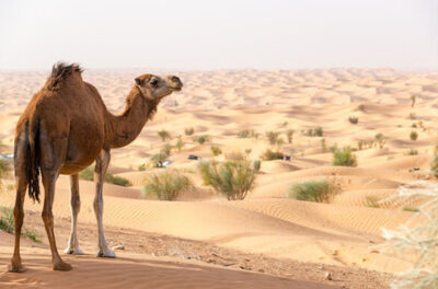 National Animal of Tunisia - Arabian camel