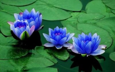 National Flower of Egypt -Egyptian Lotus