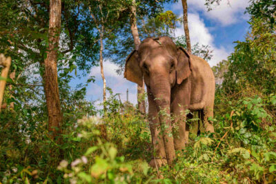 National Animal of Côte d’Ivoire - Elephant