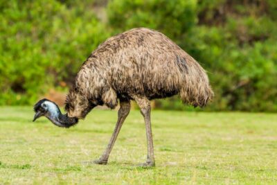 National bird of Australia - Emu