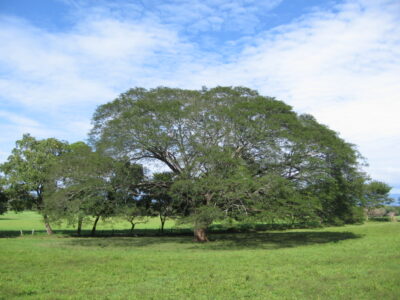 National Tree of Costa Rica - Enterolobium cyclocarpum