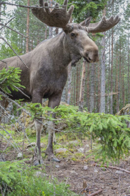 National Animal of Sweden - Eurasian elk