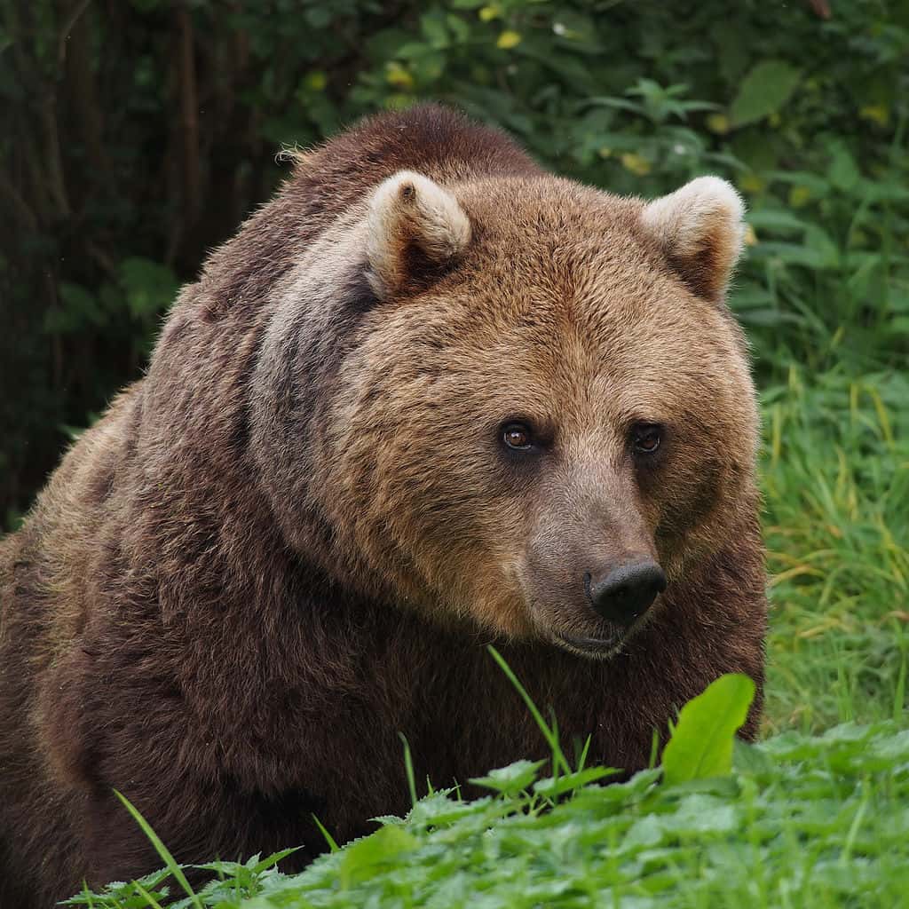 National Animal of Russia - Eurasian brown bear