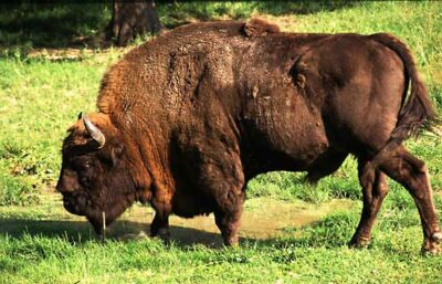 National Animal of Belarus - European Bison