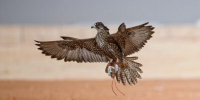 National bird of Saudi Arabia - Falcon