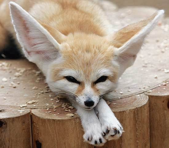 National animal of Algeria - Fennec fox | Symbol Hunt