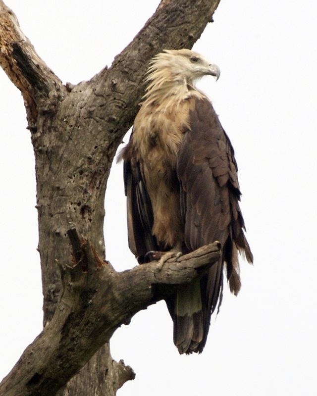 National bird of Uzbekistan - Fish eagle