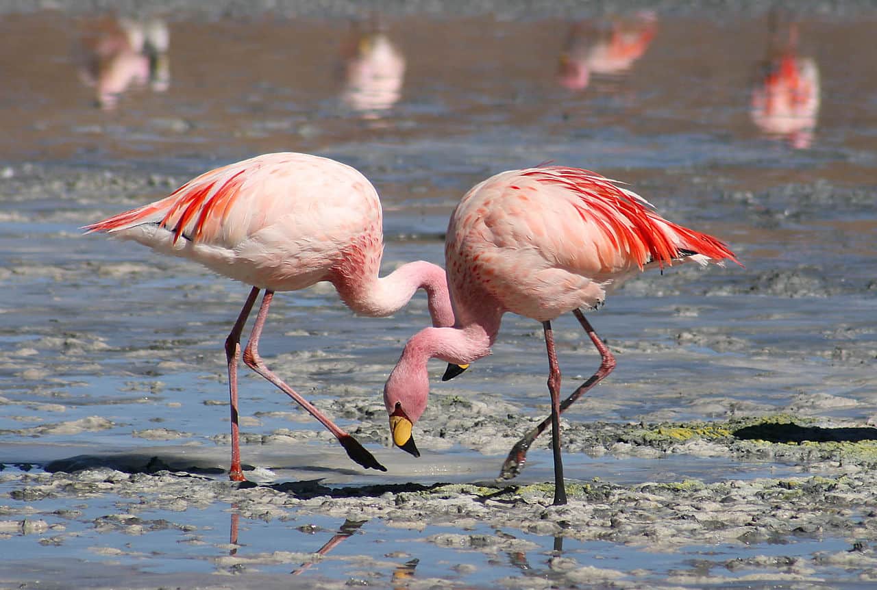 National bird of Bahamas - Flamingo