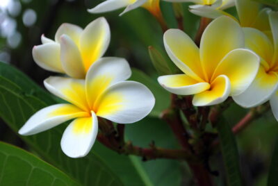 National flower of Marshall Islands - Frangipani